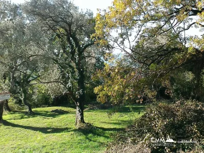 Tivat arsa